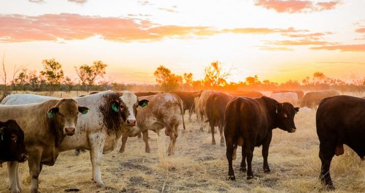 Australia’s First Carbon Neutral Certified Beef – Five Founders