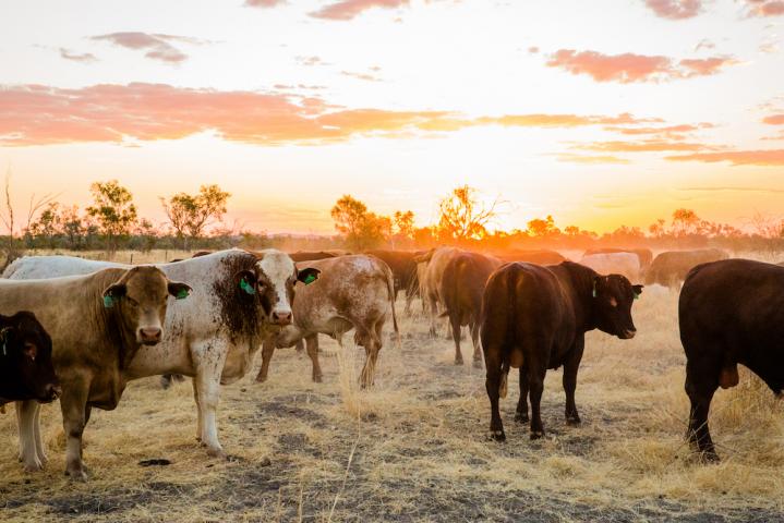 Australia’s First Carbon Neutral Certified Beef – Five Founders